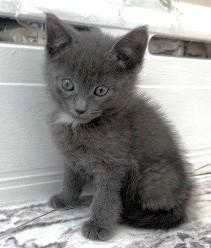 Shade, Adoptable, Young Male Domestic Short Hair & Domestic Short Hair.