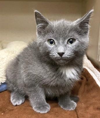 Enlarge Shade, a Adoptable mixed breed in Quakertown, PA image 2/3