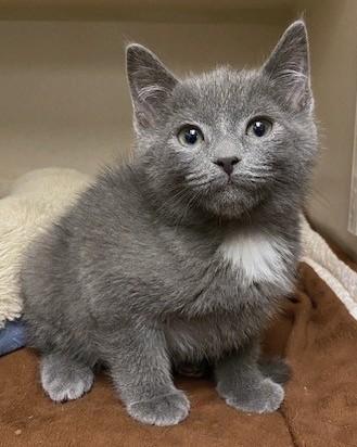 Enlarge Shade, a Adoptable mixed breed in Quakertown, PA image 3/3