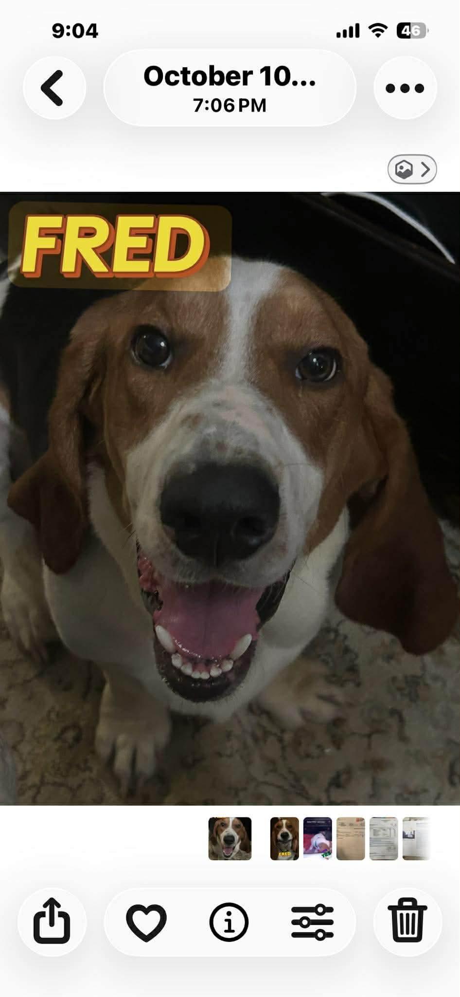 Fred, Adoptable, Adult Male Basset Hound.