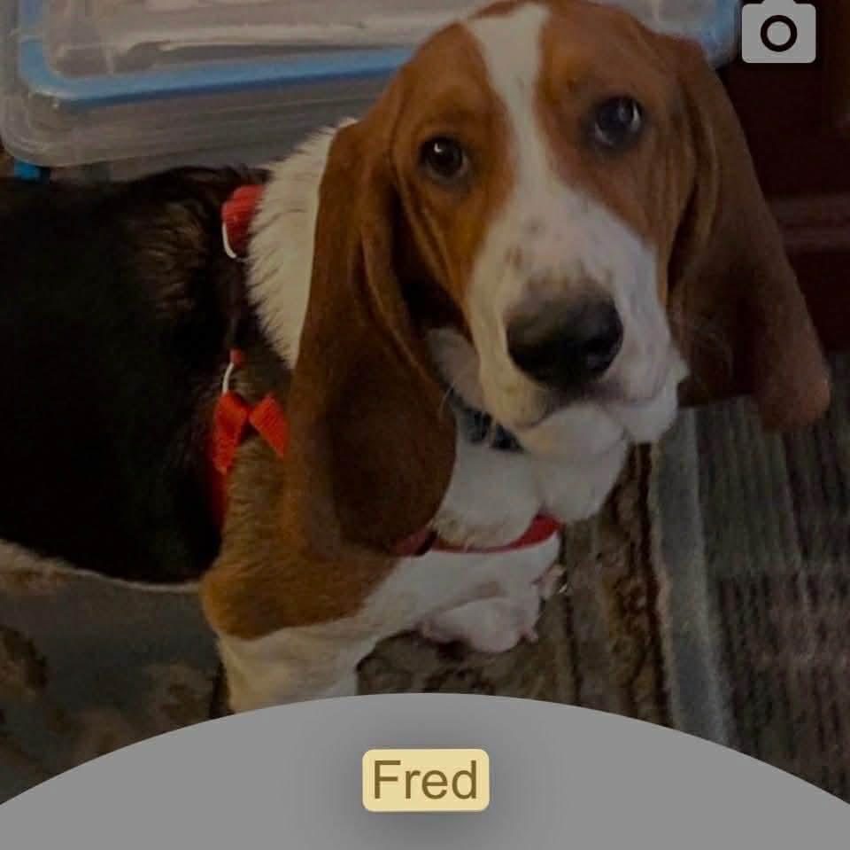 Enlarge Fred, a Adoptable Basset Hound in Grapevine, TX image 2/3