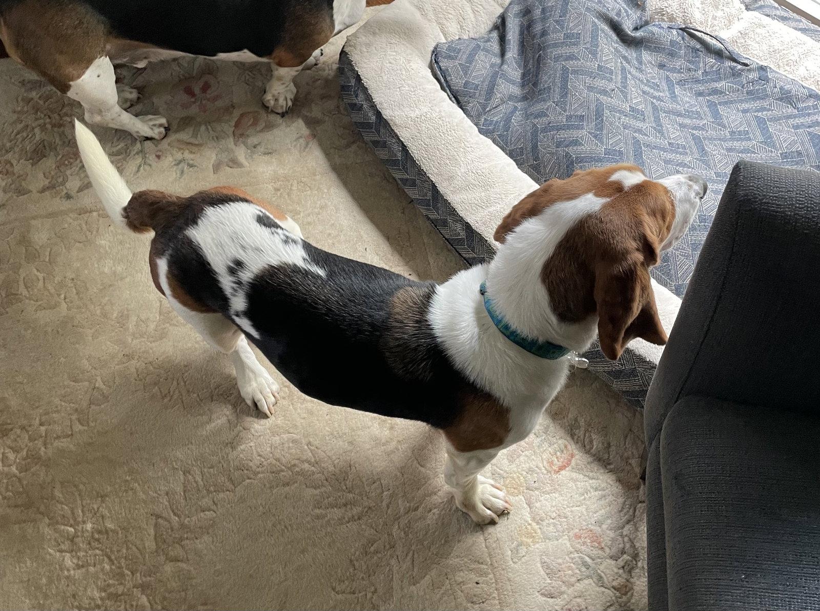 Enlarge Fred, a Adoptable Basset Hound in Grapevine, TX image 3/3