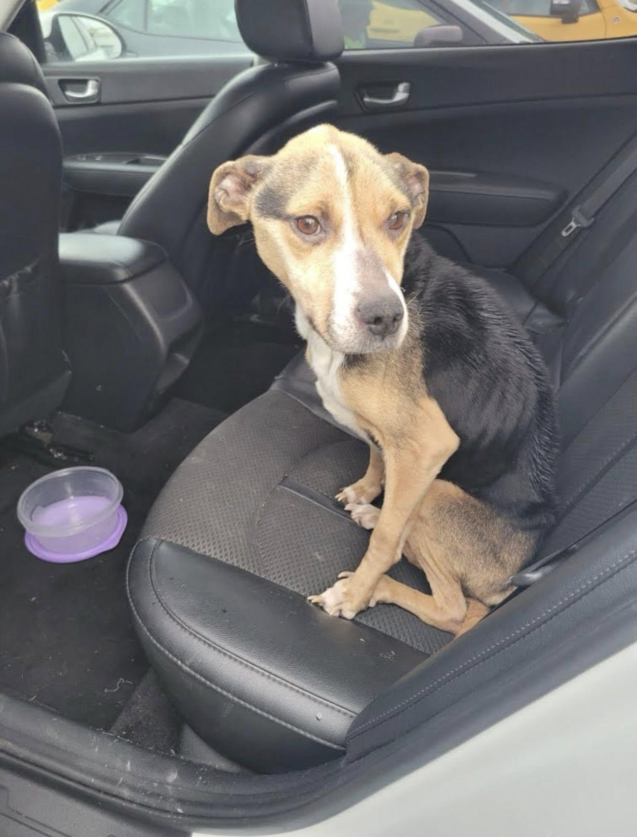 Sadie, a Adopted mixed breed in Terre Haute, IN image 1/5