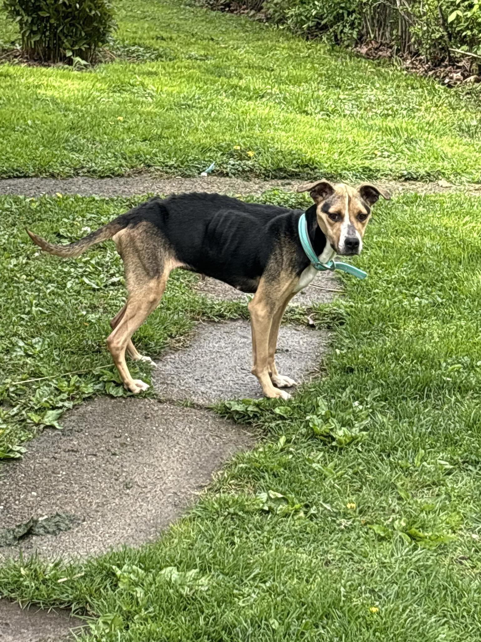 Sadie, a Adopted mixed breed in Terre Haute, IN image 3/5