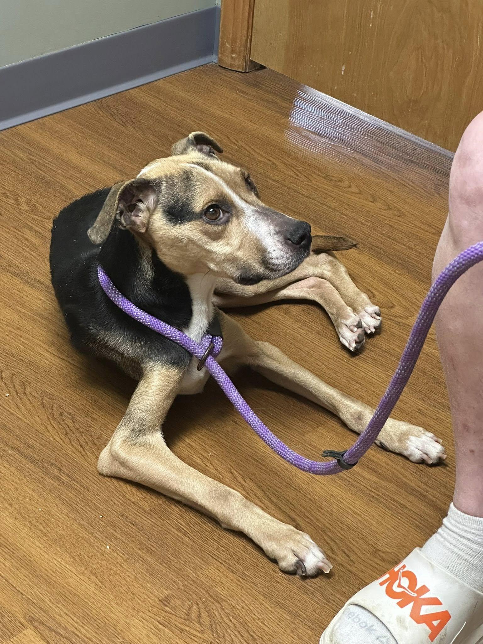 Sadie, a Adopted mixed breed in Terre Haute, IN image 4/5