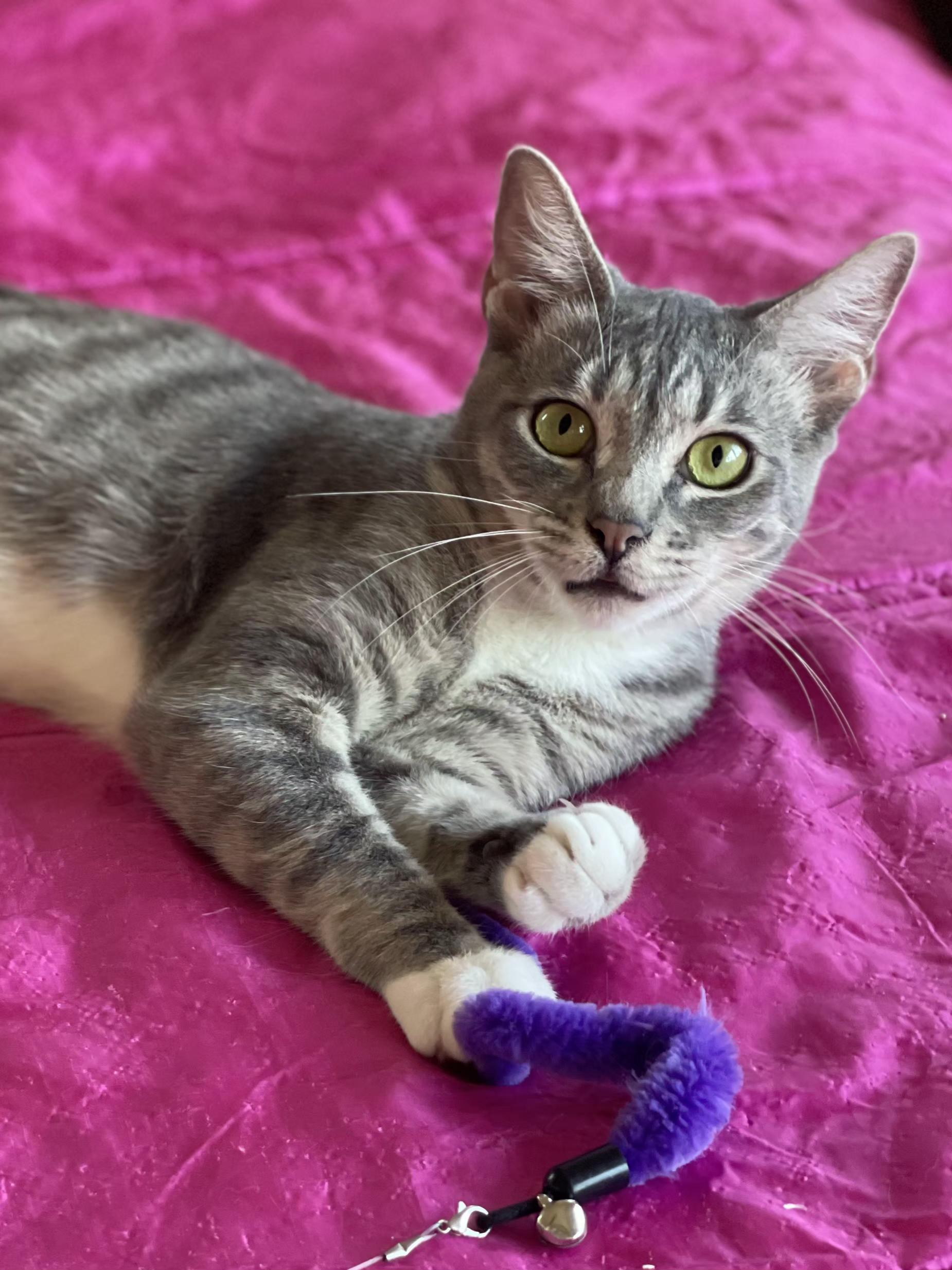 Enlarge Rosebud, a Adoptable mixed breed in Yorba Linda, CA image 1/6
