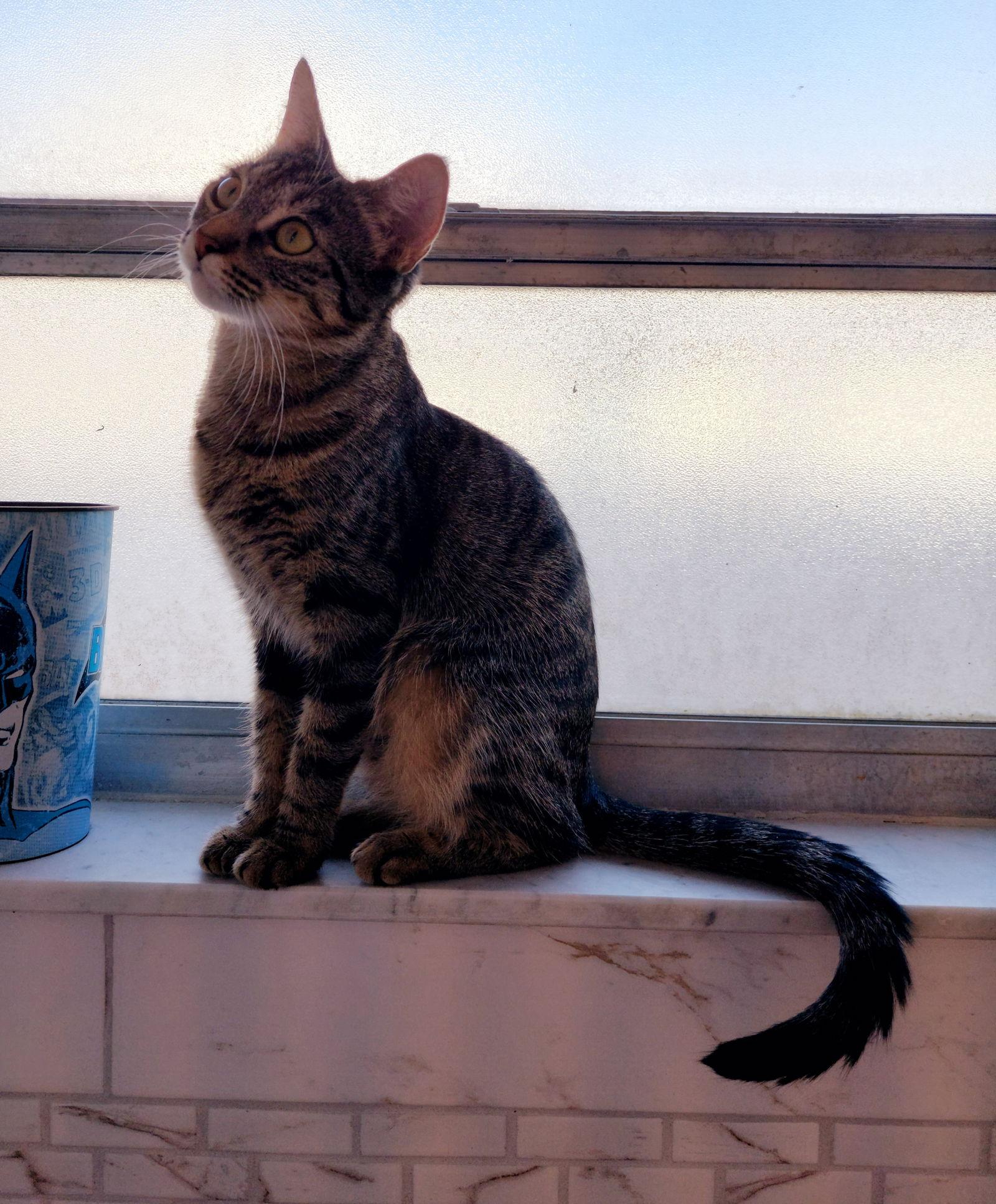 Sabrina (Cheryl), Adoptable, Young Female Tabby & Domestic Short Hair.