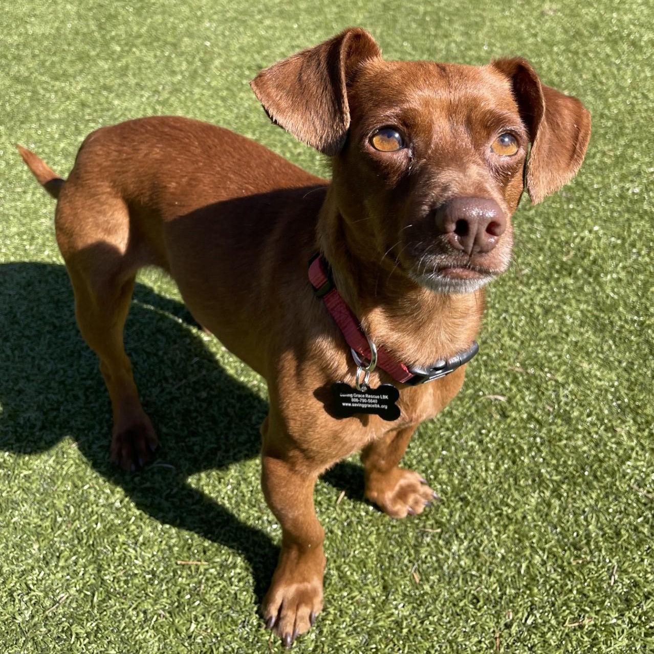 Twix, ADOPTABLE, Adult Male Chihuahua & Dachshund.