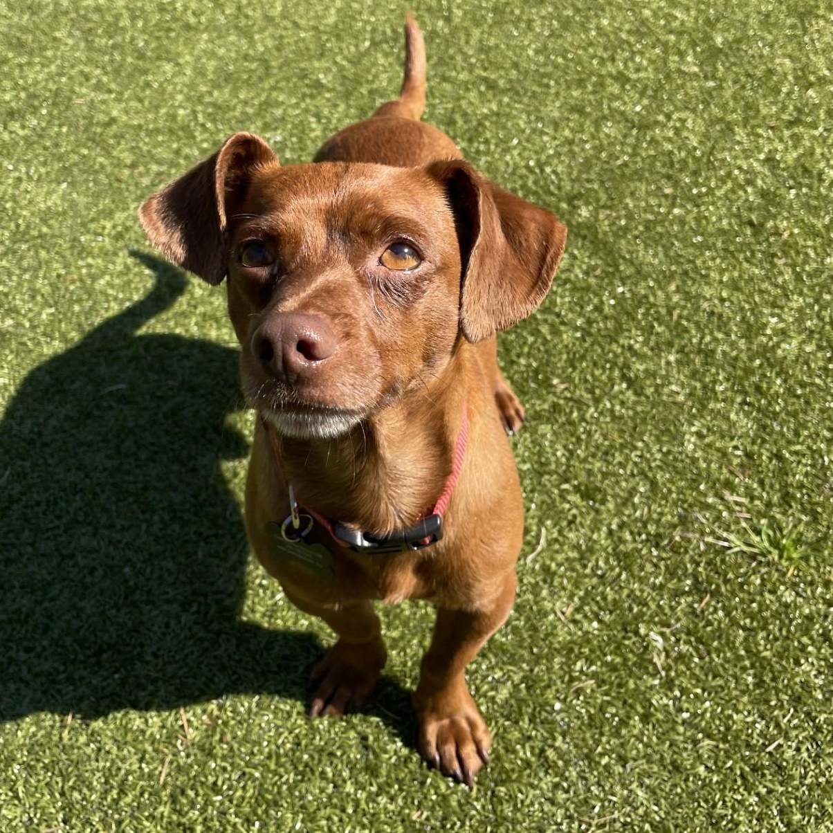 Enlarge Twix, a ADOPTABLE mixed breed in Friday Harbor, WA image 2/4