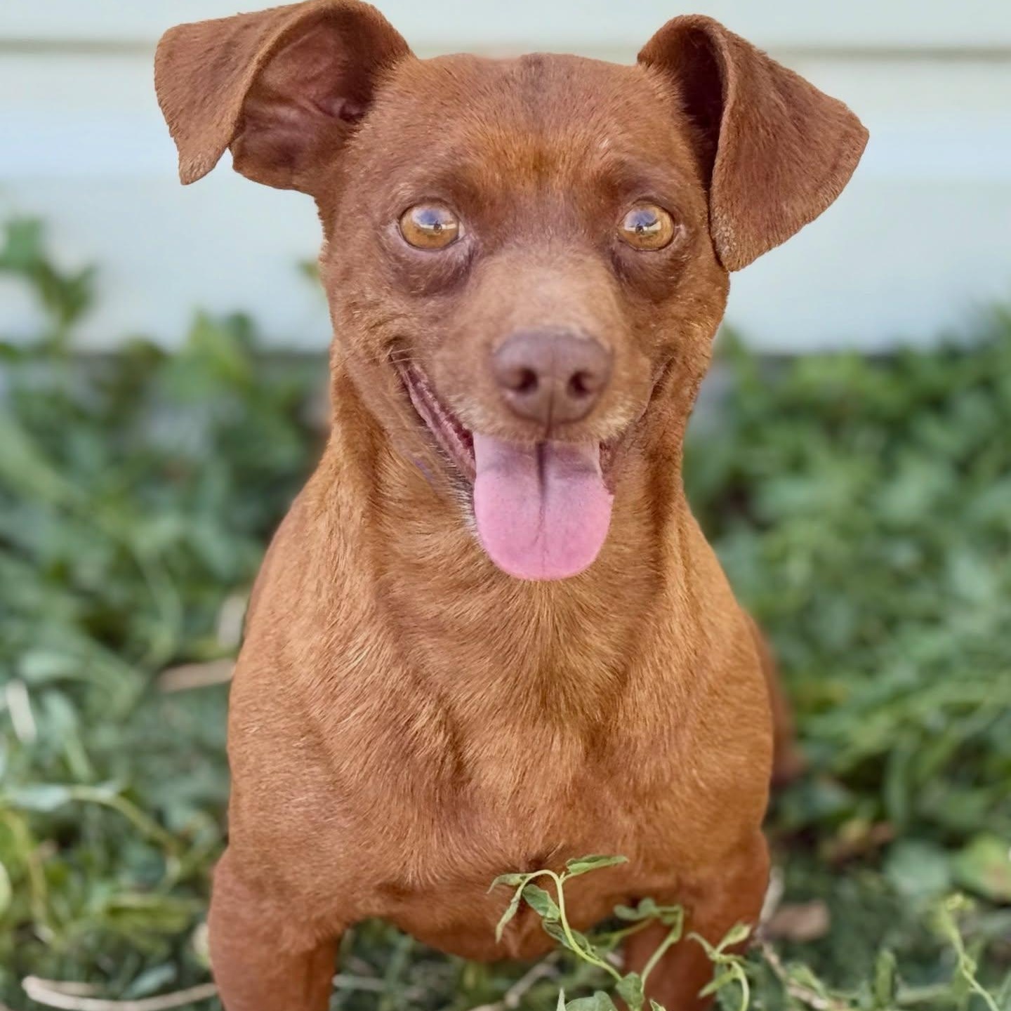 Enlarge Twix, a ADOPTABLE mixed breed in Friday Harbor, WA image 3/4