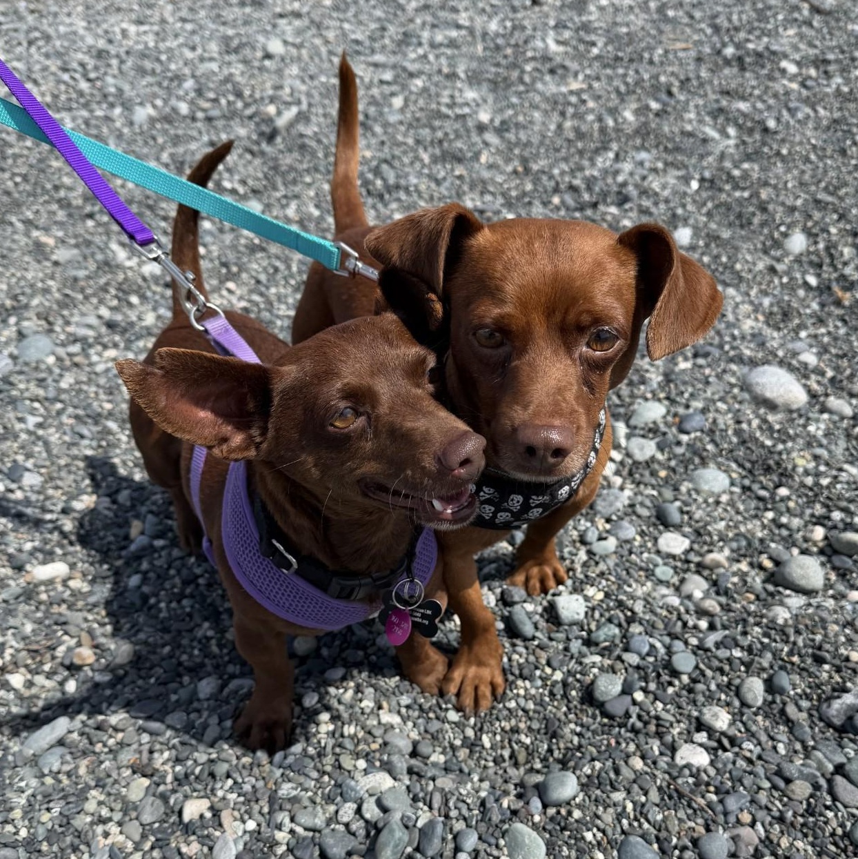 Twix, an adopted mixed breed in Friday Harbor, WA image 5/6