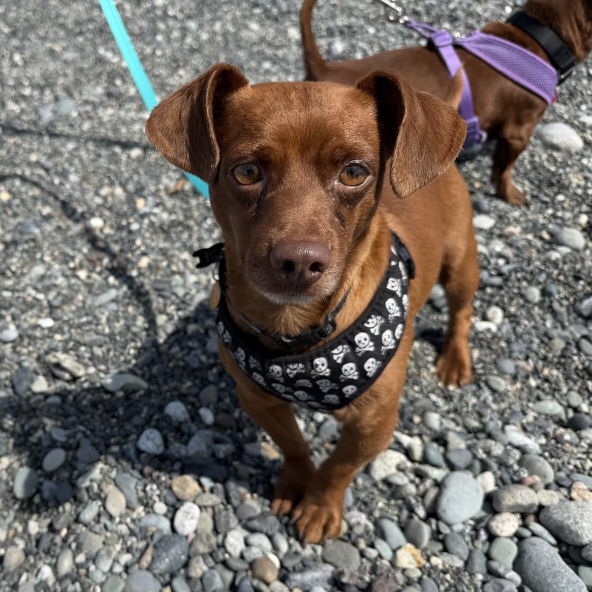 Twix, an adopted mixed breed in Friday Harbor, WA image 3/6