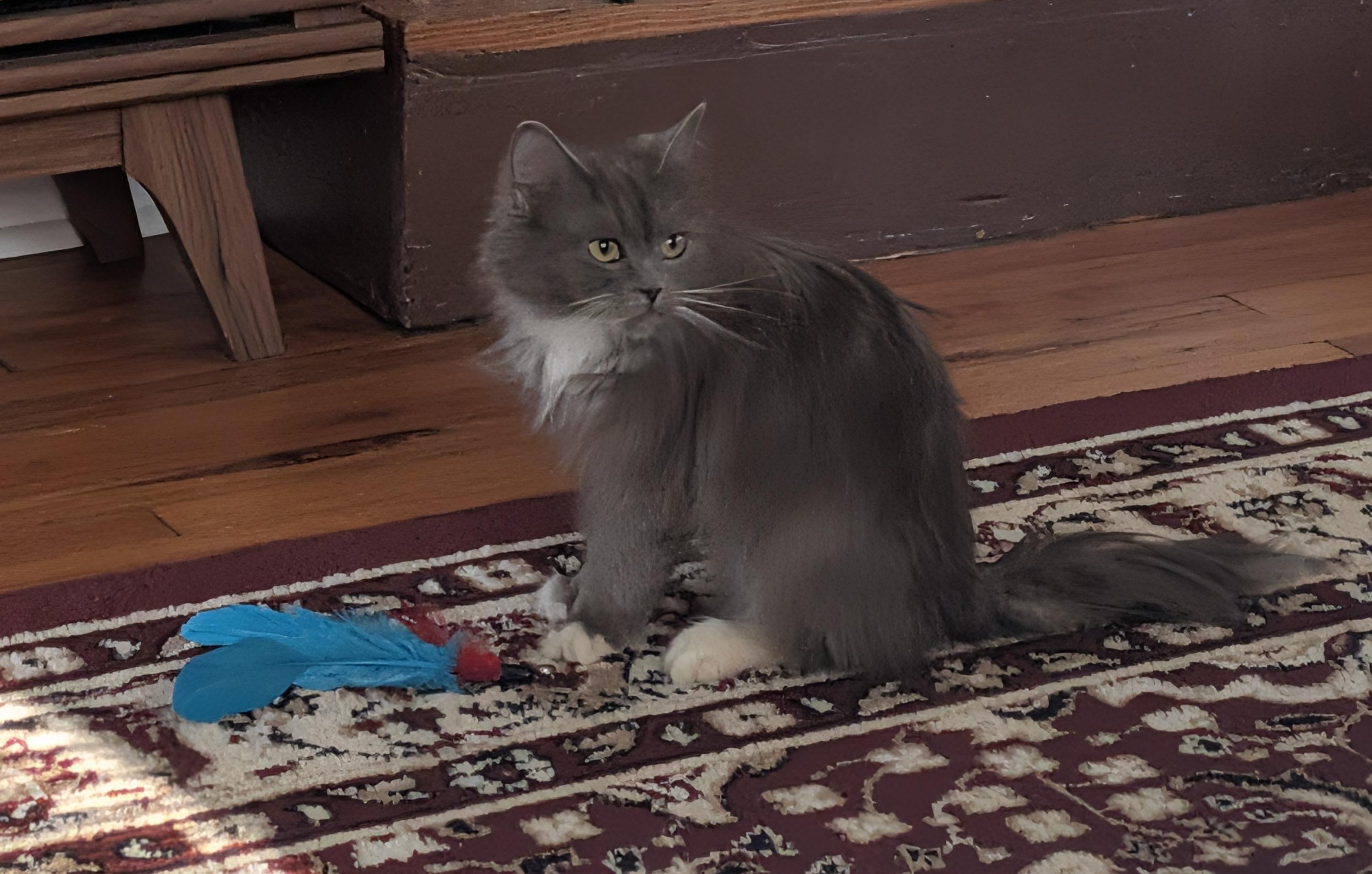 Enlarge Trooper, an adopted Domestic Long Hair in Indianapolis, IN image 3/6