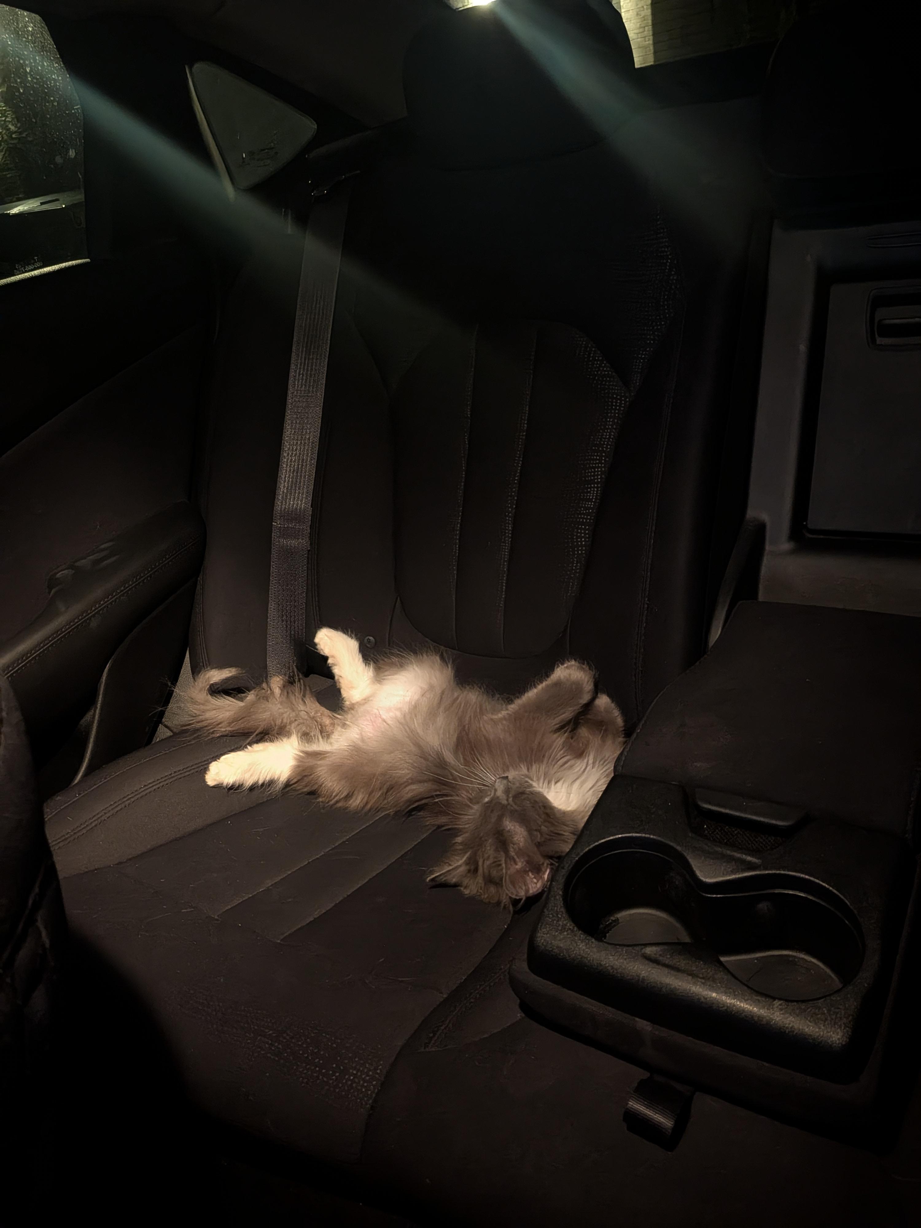 Enlarge Trooper, an adopted Domestic Long Hair in Indianapolis, IN image 4/6