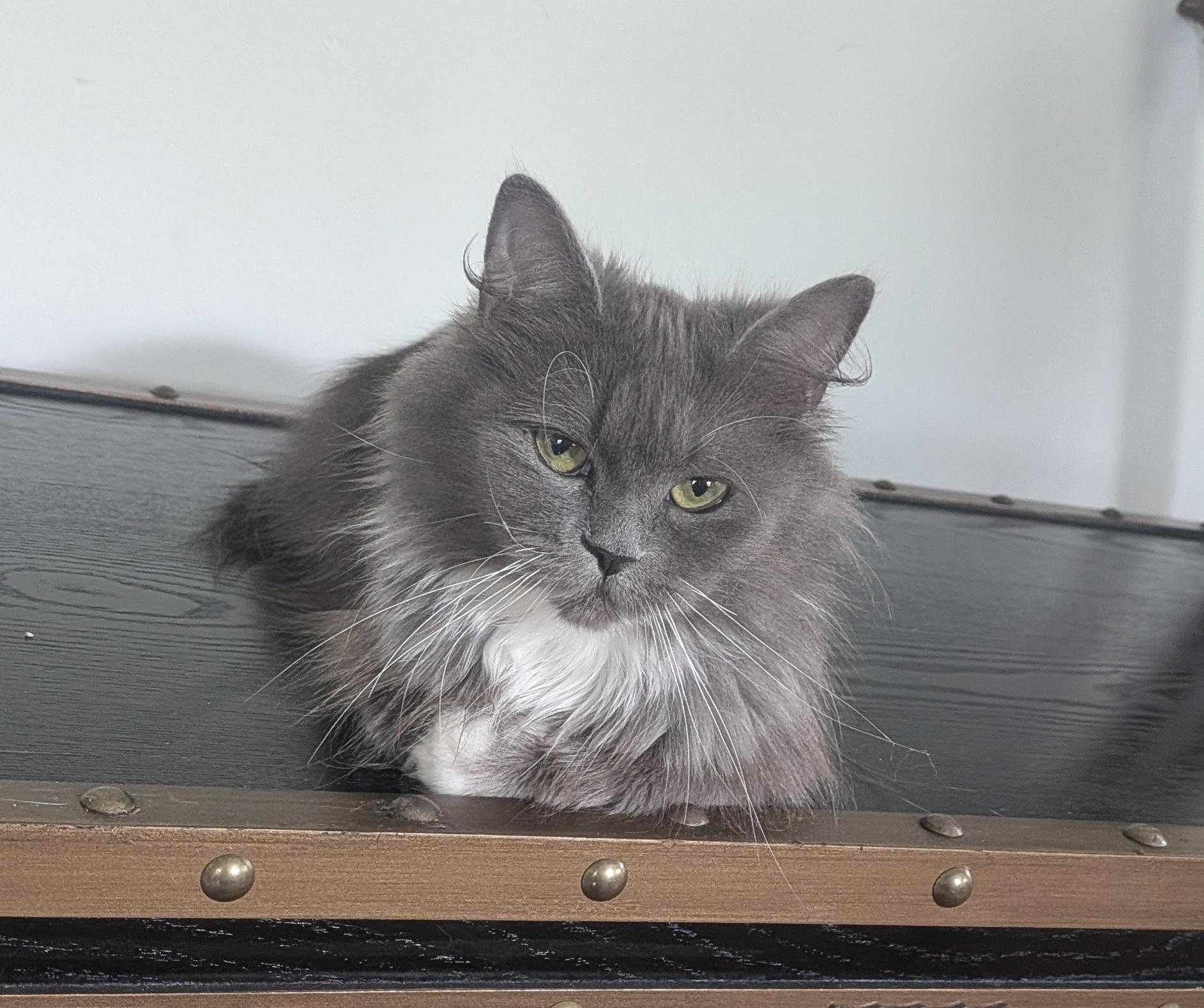Trooper, adopted, Kitten Female Domestic Long Hair.