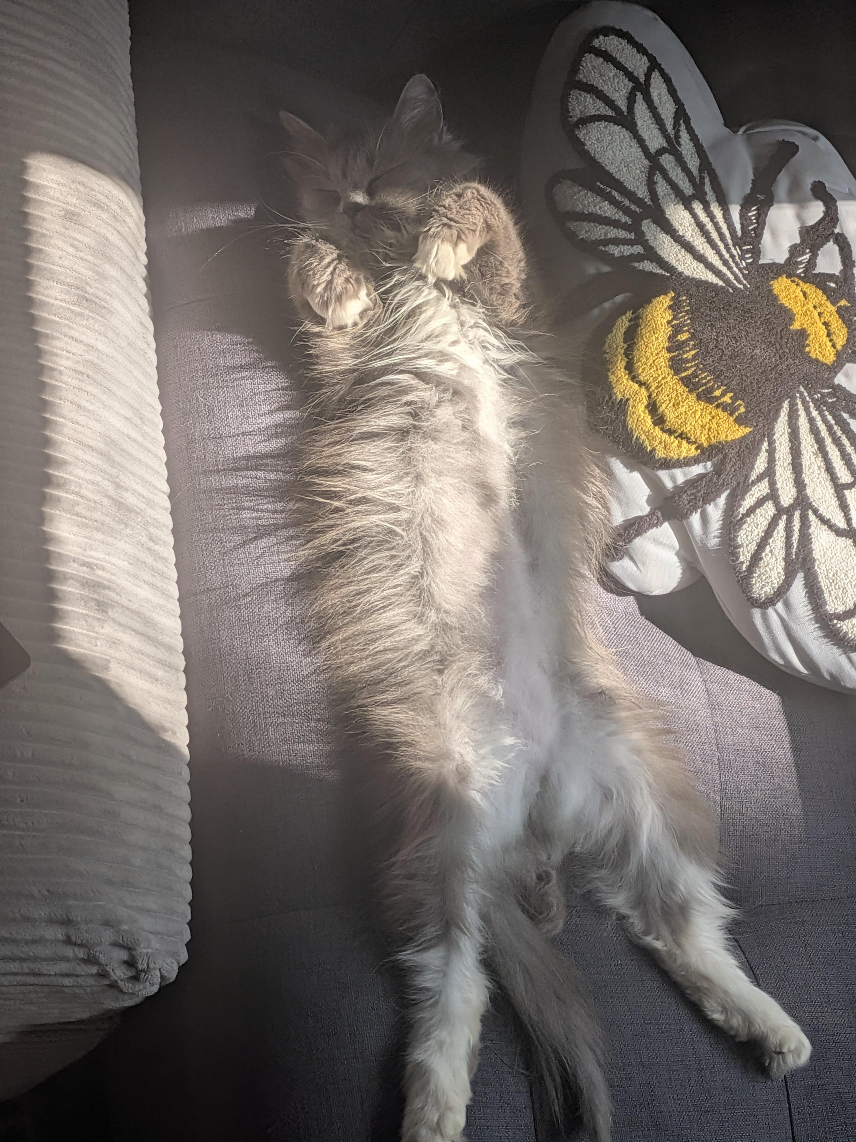 Enlarge Trooper, an adopted Domestic Long Hair in Indianapolis, IN image 5/6