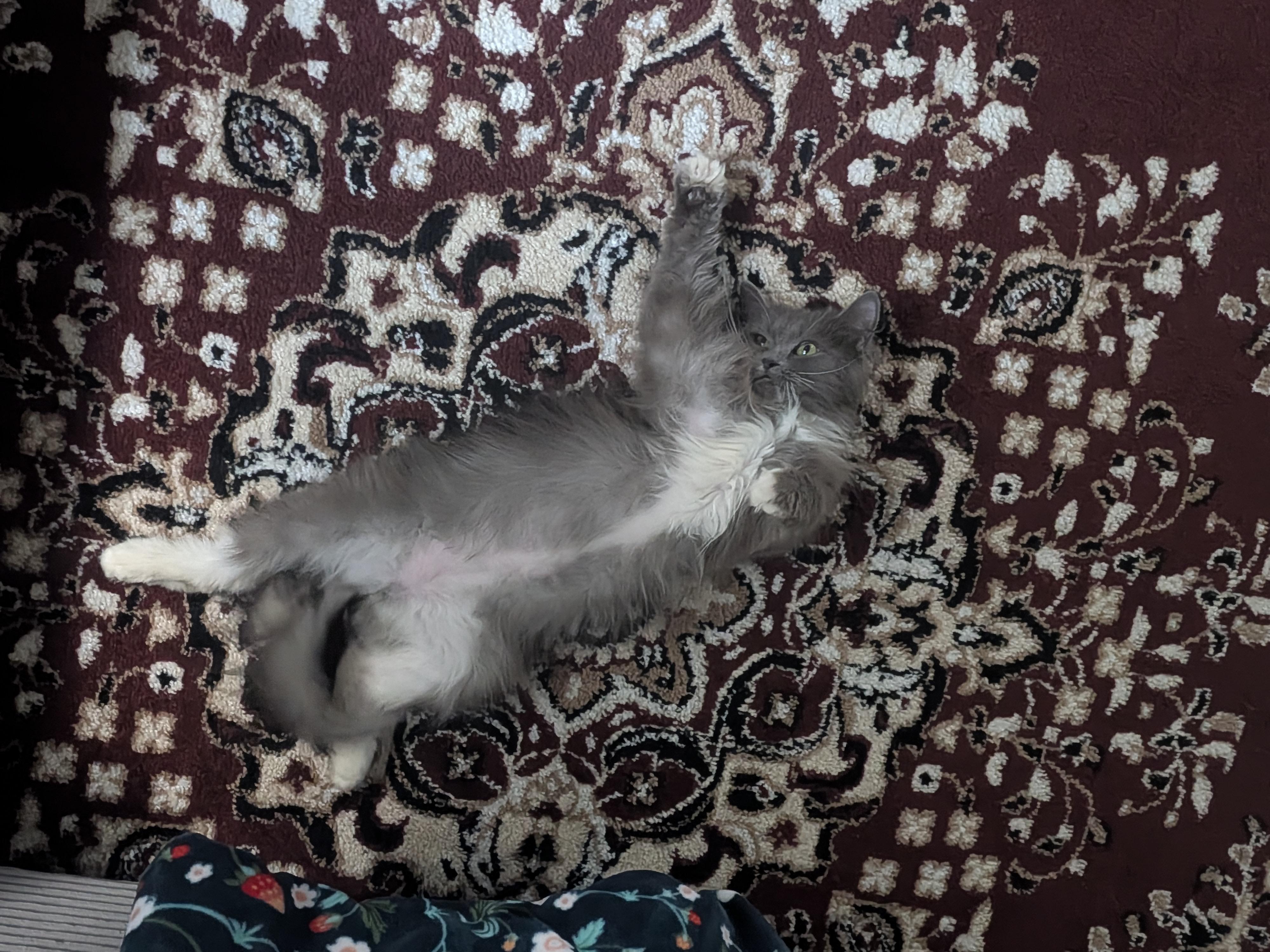 Enlarge Trooper, an adopted Domestic Long Hair in Indianapolis, IN image 2/6