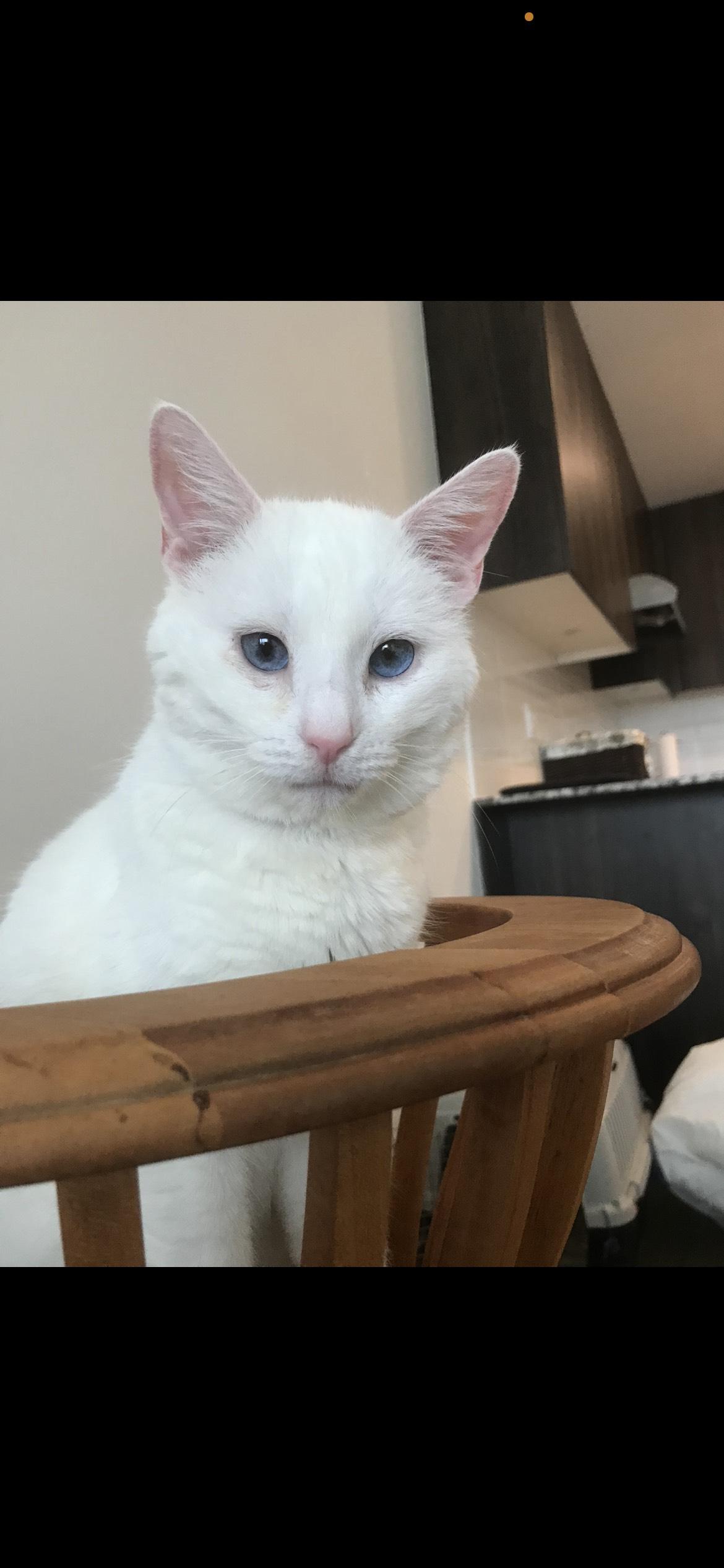 Enlarge Carsi, a ADOPTABLE Domestic Short Hair in BURNABY, BC image 1/1