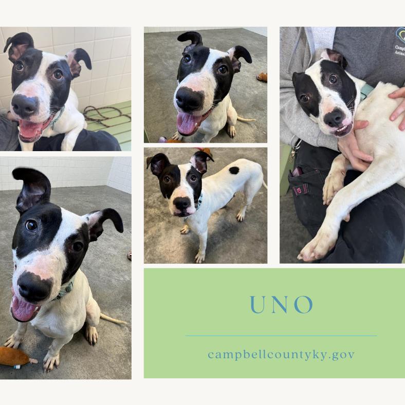 Uno, Adoptable, Young Male Mixed Breed.