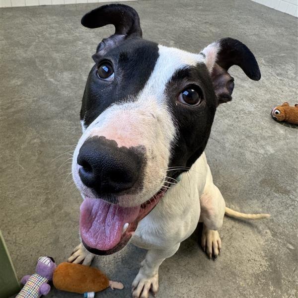 Enlarge Uno, a Adoptable Mixed Breed in Melbourne, KY image 2/6