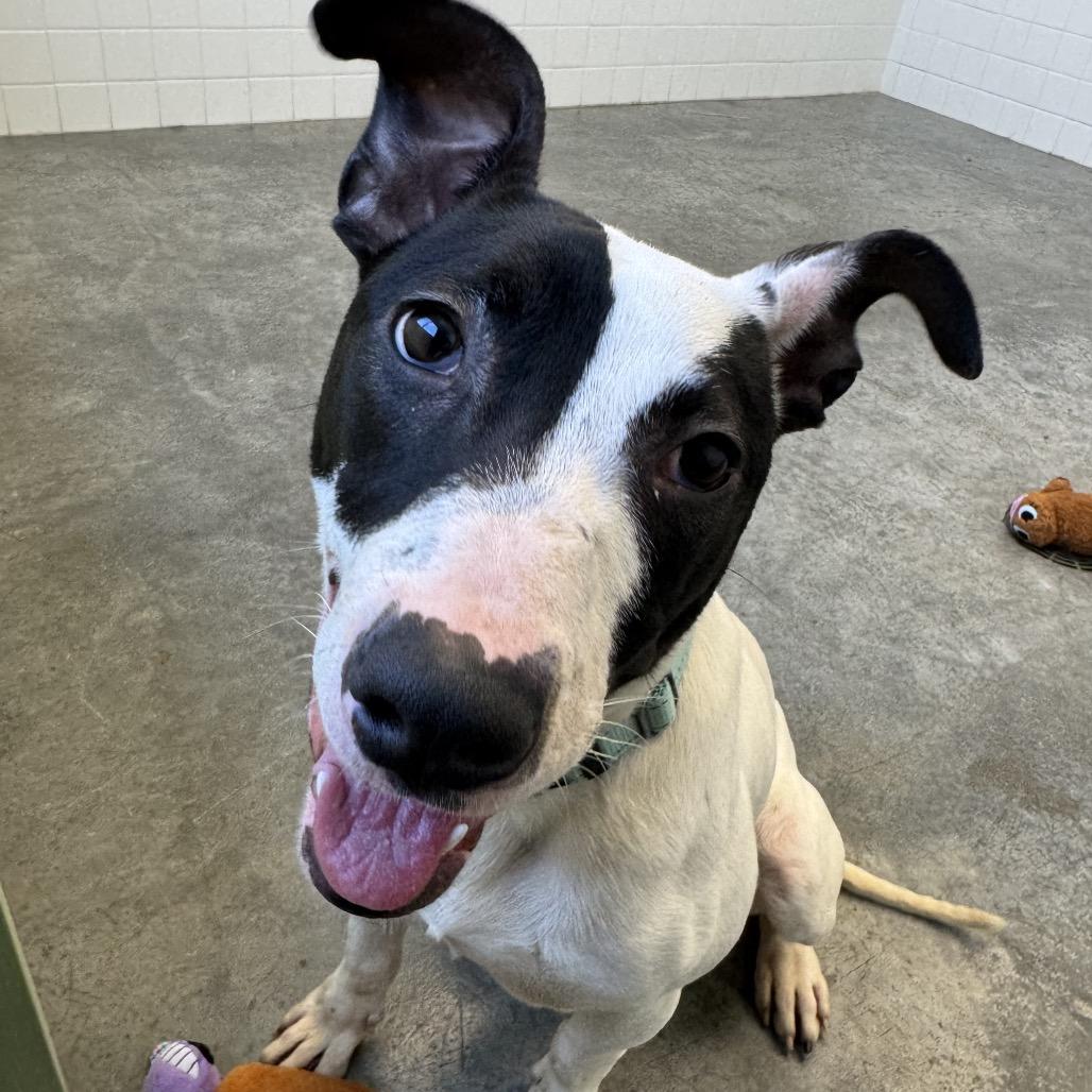 Enlarge Uno, a Adoptable Mixed Breed in Melbourne, KY image 3/6