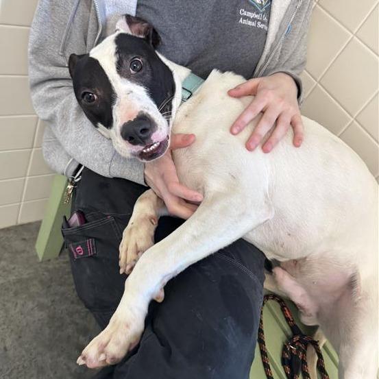 Enlarge Uno, a Adoptable Mixed Breed in Melbourne, KY image 4/6