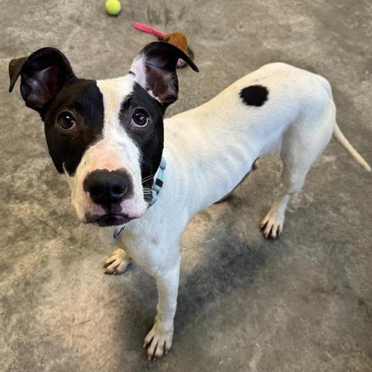 Enlarge Uno, a Adoptable Mixed Breed in Melbourne, KY image 5/6