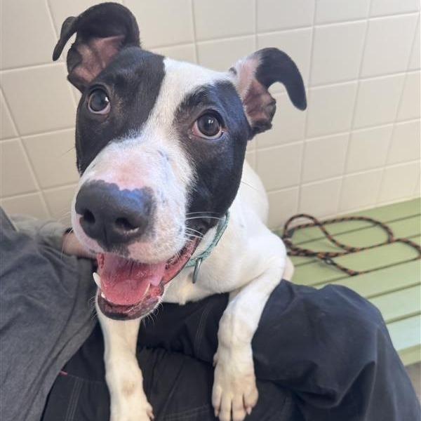 Enlarge Uno, a Adoptable Mixed Breed in Melbourne, KY image 6/6