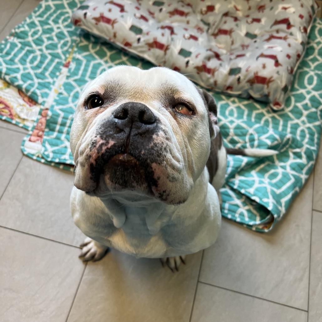 Nani (In Foster), Adoptable, Adult Female English Bulldog.