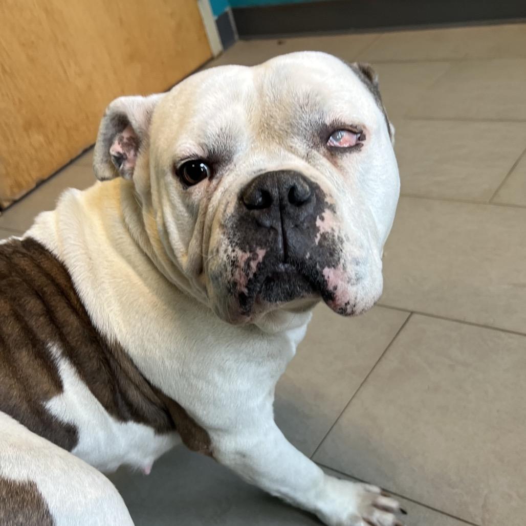 Enlarge Nani (In Foster), a Adoptable English Bulldog in Vineland, NJ image 3/3
