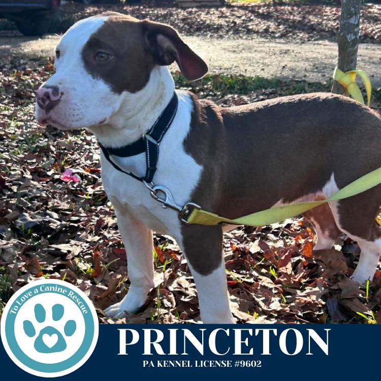 Enlarge Princeton (Ivy League Pups) 122025, a Adoptable mixed breed in Kimberton, PA image 5/6