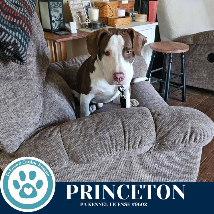 Enlarge Princeton (Ivy League Pups) 122025, a Adoptable mixed breed in Kimberton, PA image 6/6