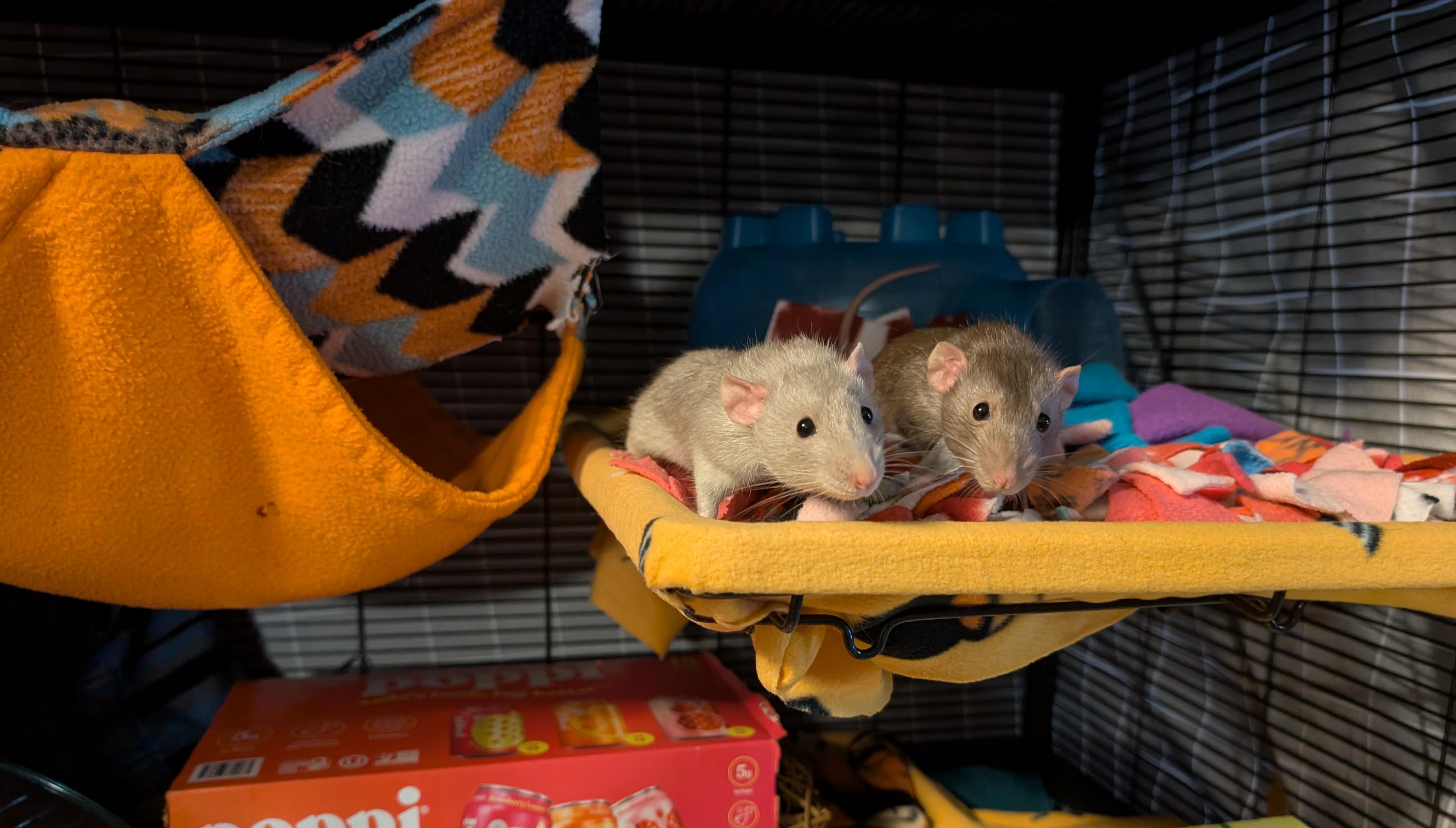 Enlarge Radio, an adoptable Rat in Saint Paul, MN image 1/5