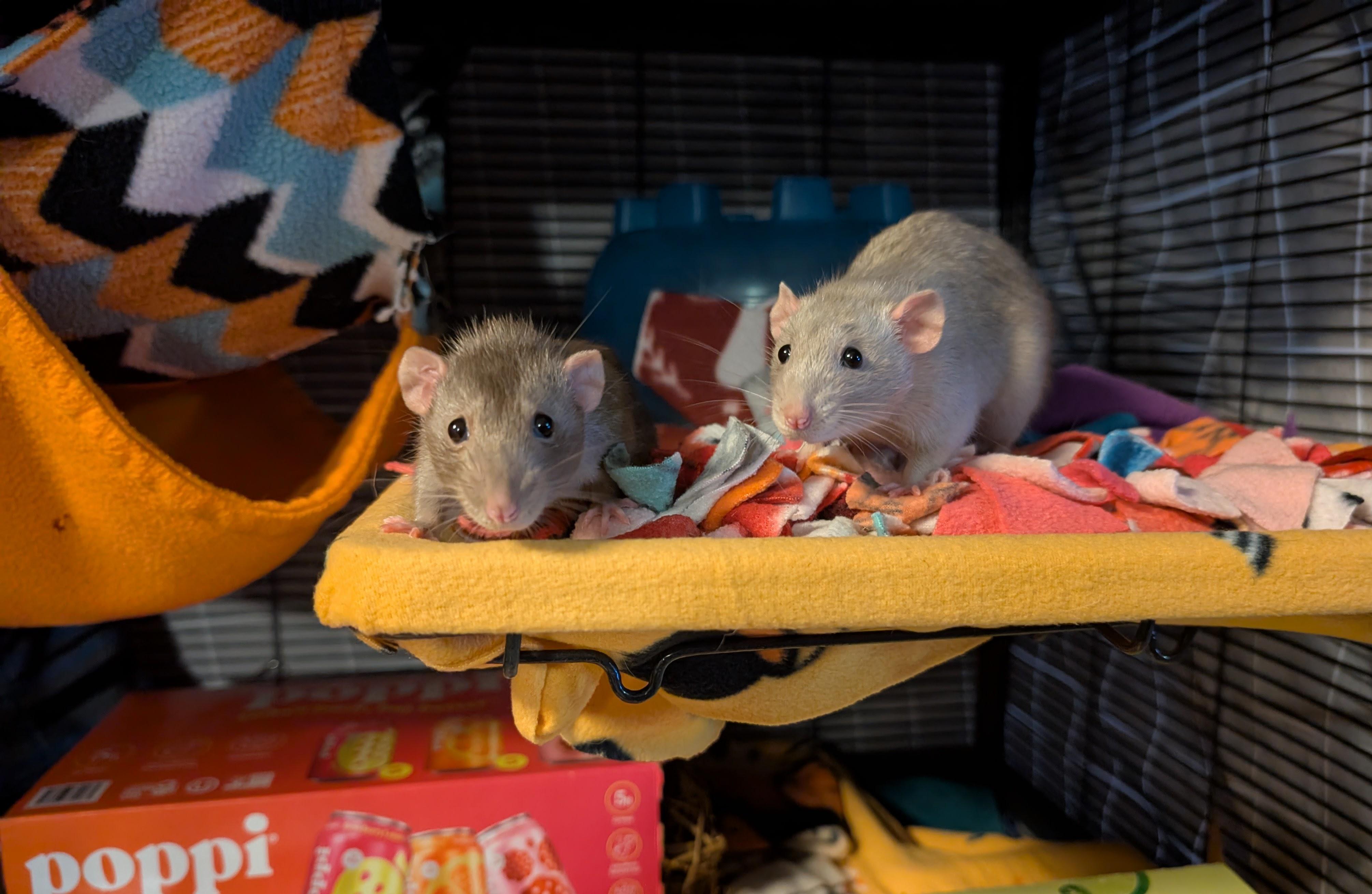 Enlarge Radio, an adoptable Rat in Saint Paul, MN image 2/5