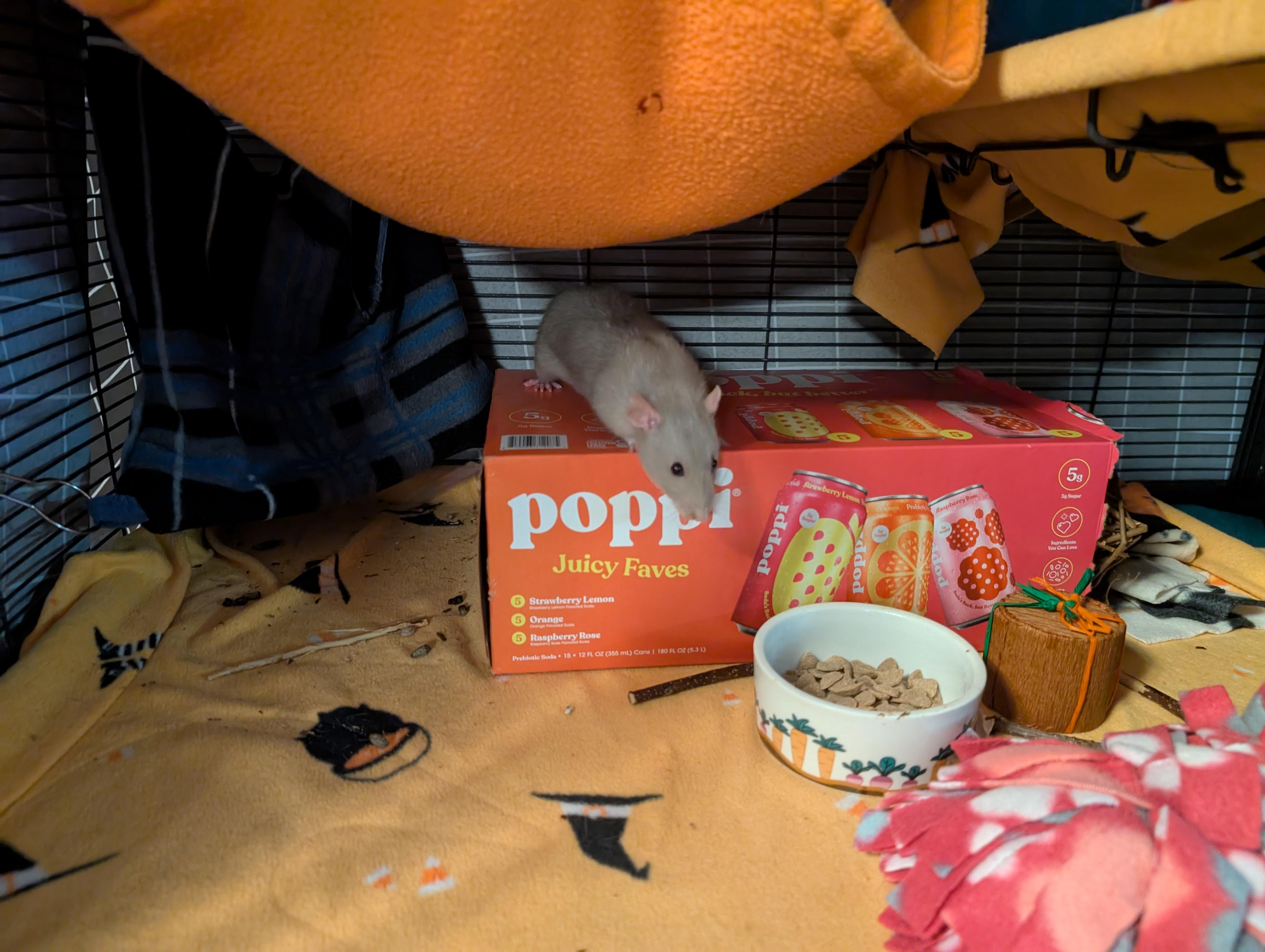 Enlarge Radio, an adoptable Rat in Saint Paul, MN image 4/5