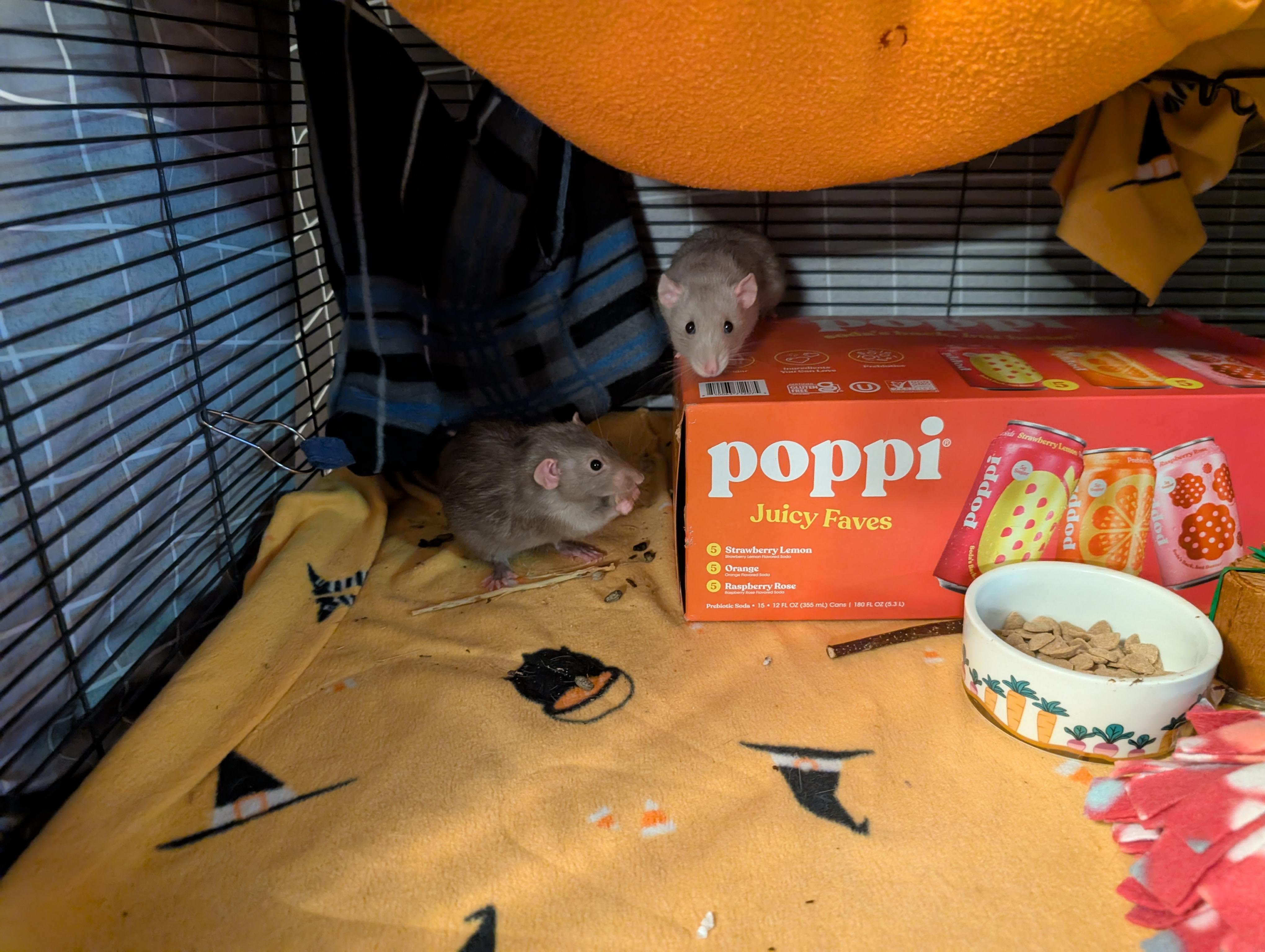 Enlarge Radio, an adoptable Rat in Saint Paul, MN image 5/5