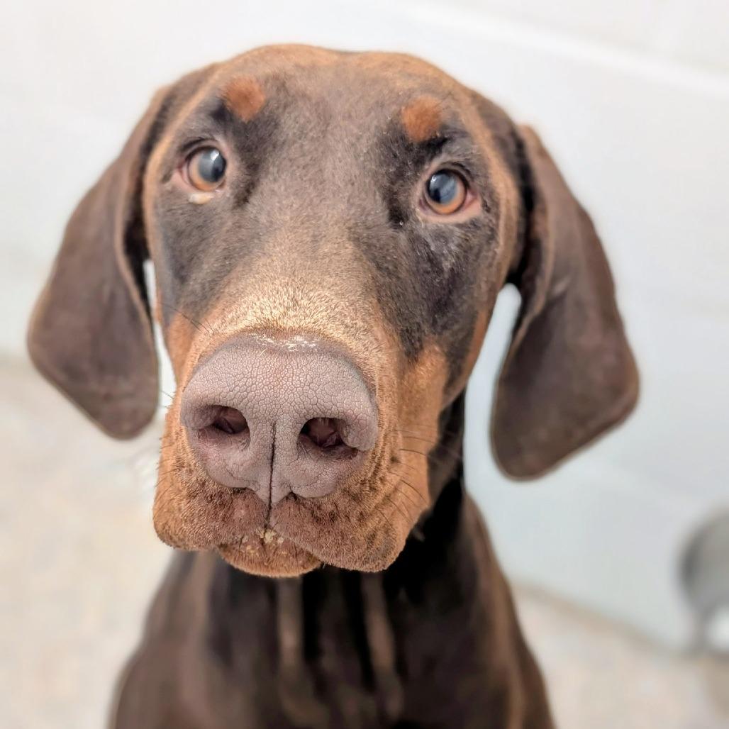 7901 Teka, Adoptable, Adult Female Doberman Pinscher.
