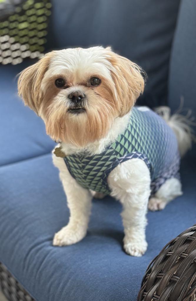 Enlarge Rufus ~ Adoption Pending, a Adopted mixed breed in Youngstown, OH image 5/6