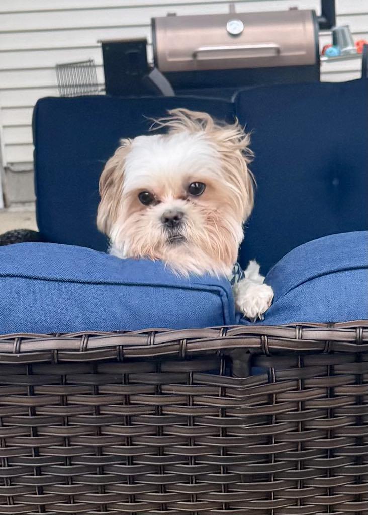 Enlarge Rufus ~ Adoption Pending, a Adopted mixed breed in Youngstown, OH image 6/6