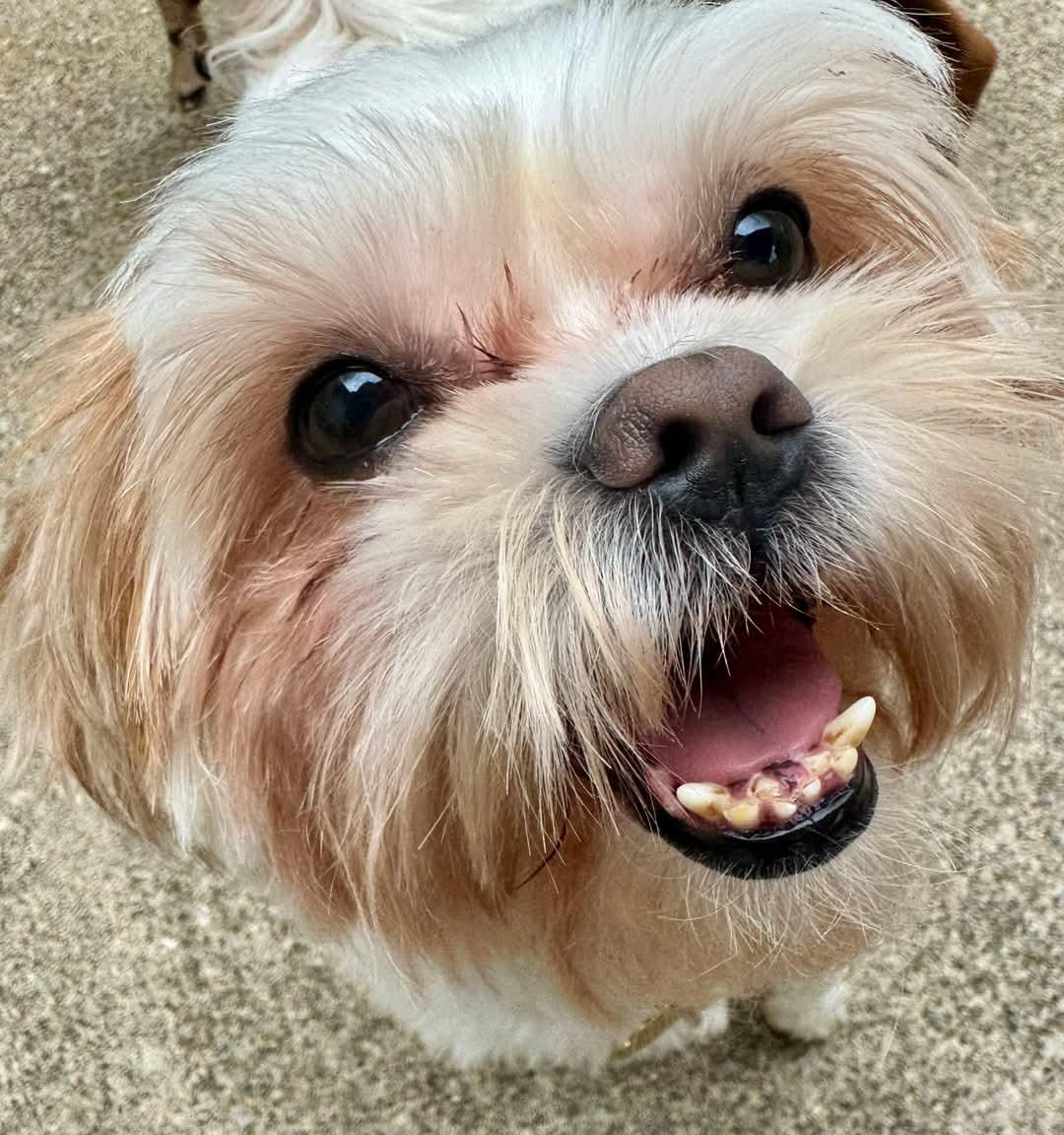 Enlarge Rufus ~ Adoption Pending, a Adopted mixed breed in Youngstown, OH image 4/6