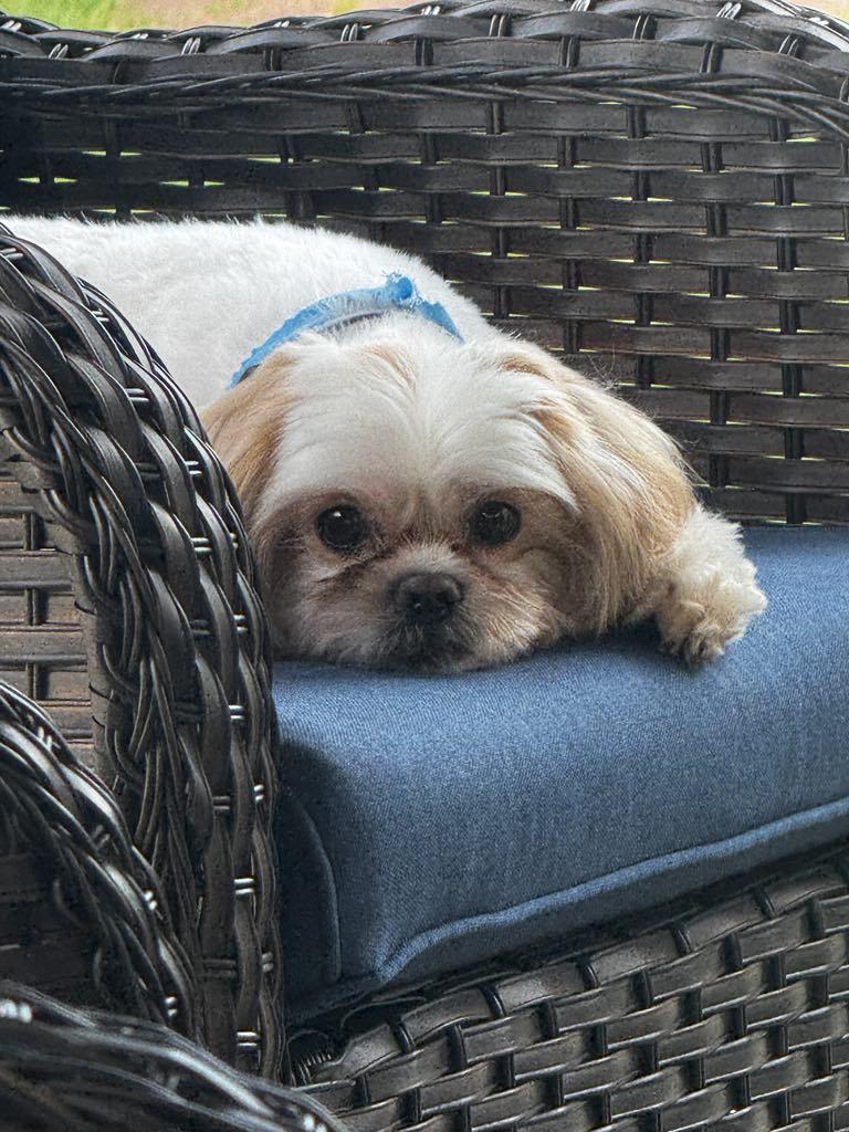 Rufus ~ Adoption Pending, Adopted, Adult Male Lhasa Apso & Shih Tzu.
