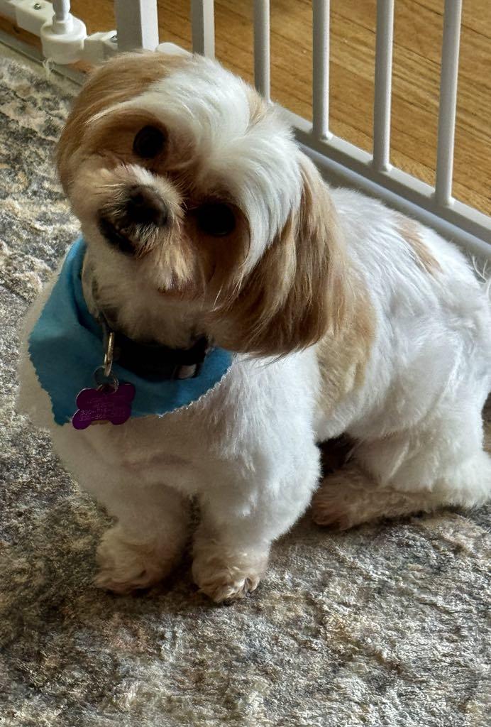 Enlarge Rufus ~ Adoption Pending, a Adopted mixed breed in Youngstown, OH image 2/6