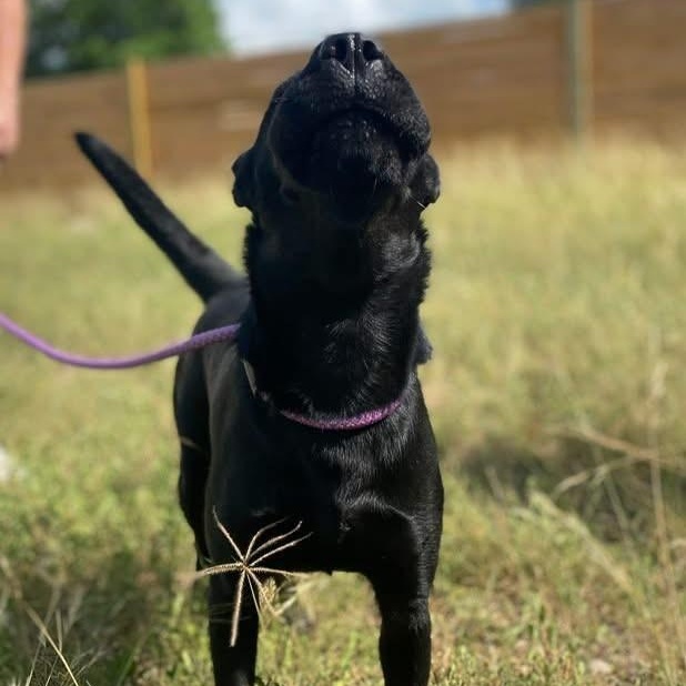 Enlarge Julia Jones PC, a Adoptable mixed breed in Burnsville, MN image 5/6