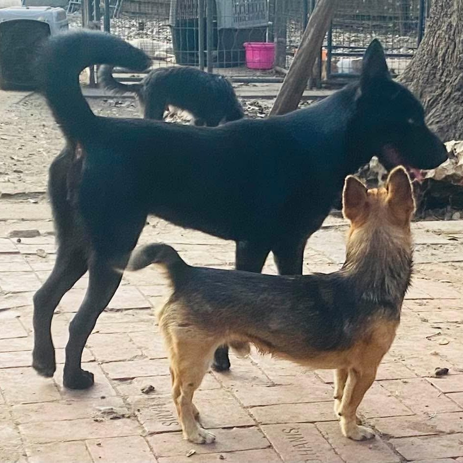 Enlarge Julia Jones PC, a Adoptable mixed breed in Burnsville, MN image 6/6