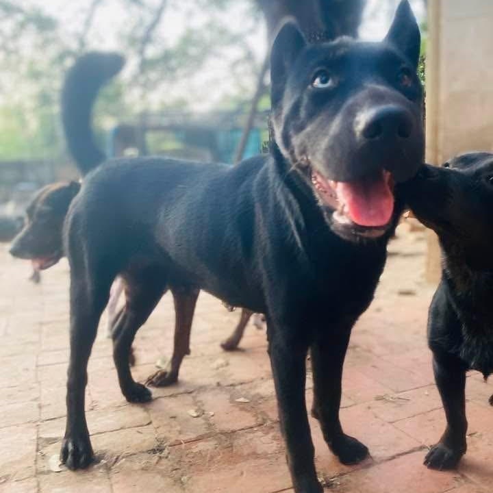 Enlarge Julia Jones PC, a Adoptable mixed breed in Burnsville, MN image 3/6