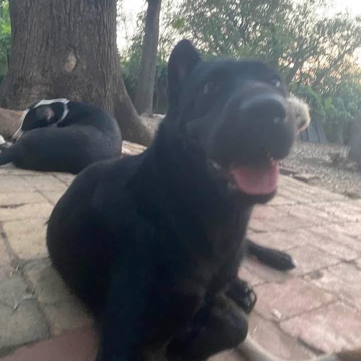 Enlarge Julia Jones PC, a Adoptable mixed breed in Burnsville, MN image 2/6