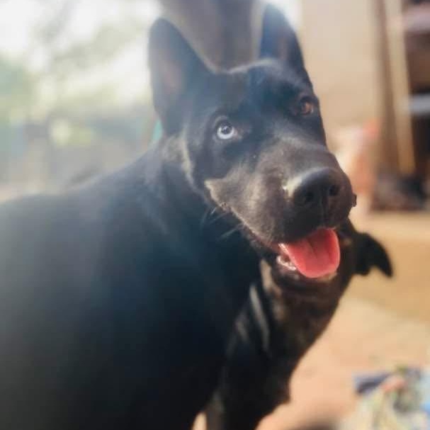 Enlarge Julia Jones PC, a Adoptable mixed breed in Burnsville, MN image 4/6