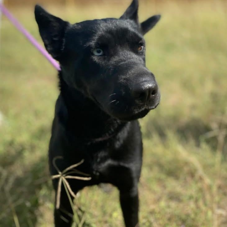 Enlarge Julia Jones PC, a Adoptable mixed breed in Burnsville, MN image 1/6