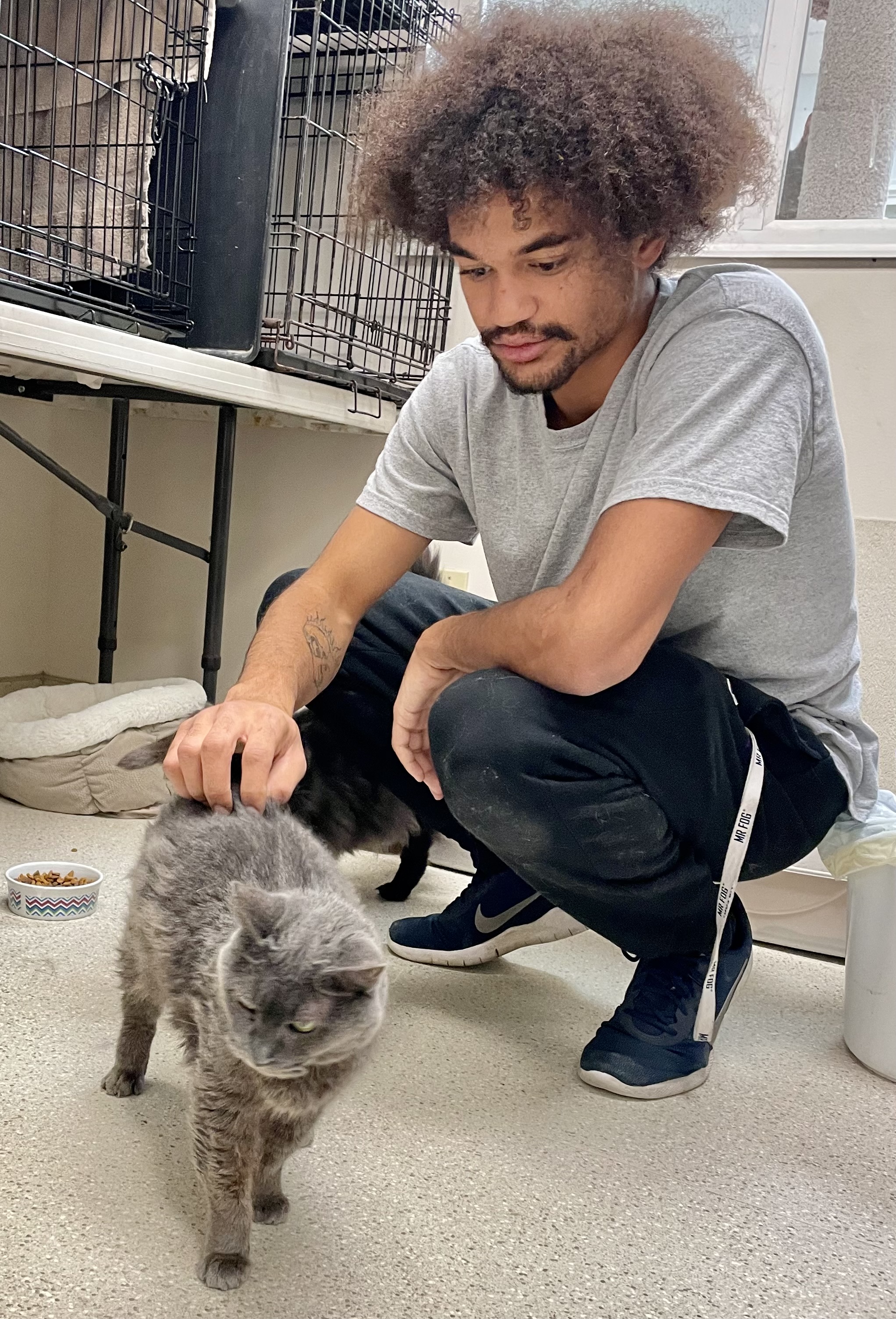 Meriweather, Adoptable, Senior Female Domestic Short Hair.