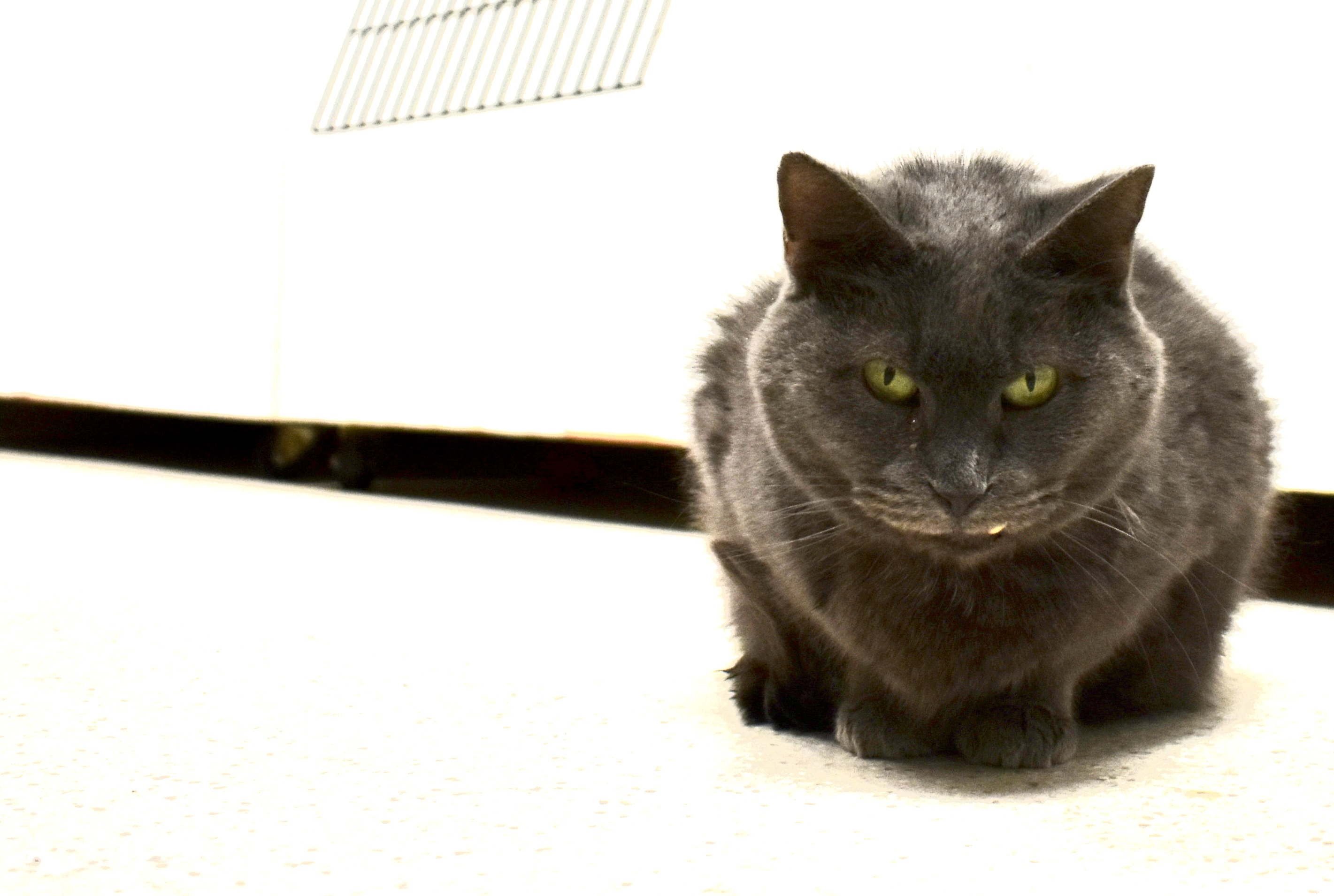 Enlarge Meriweather, a Adoptable Domestic Short Hair in Cincinnati, OH image 2/5